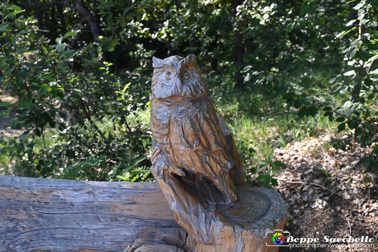 VBS_4734 - Il bosco fatato - Montaldo Roero.jpg